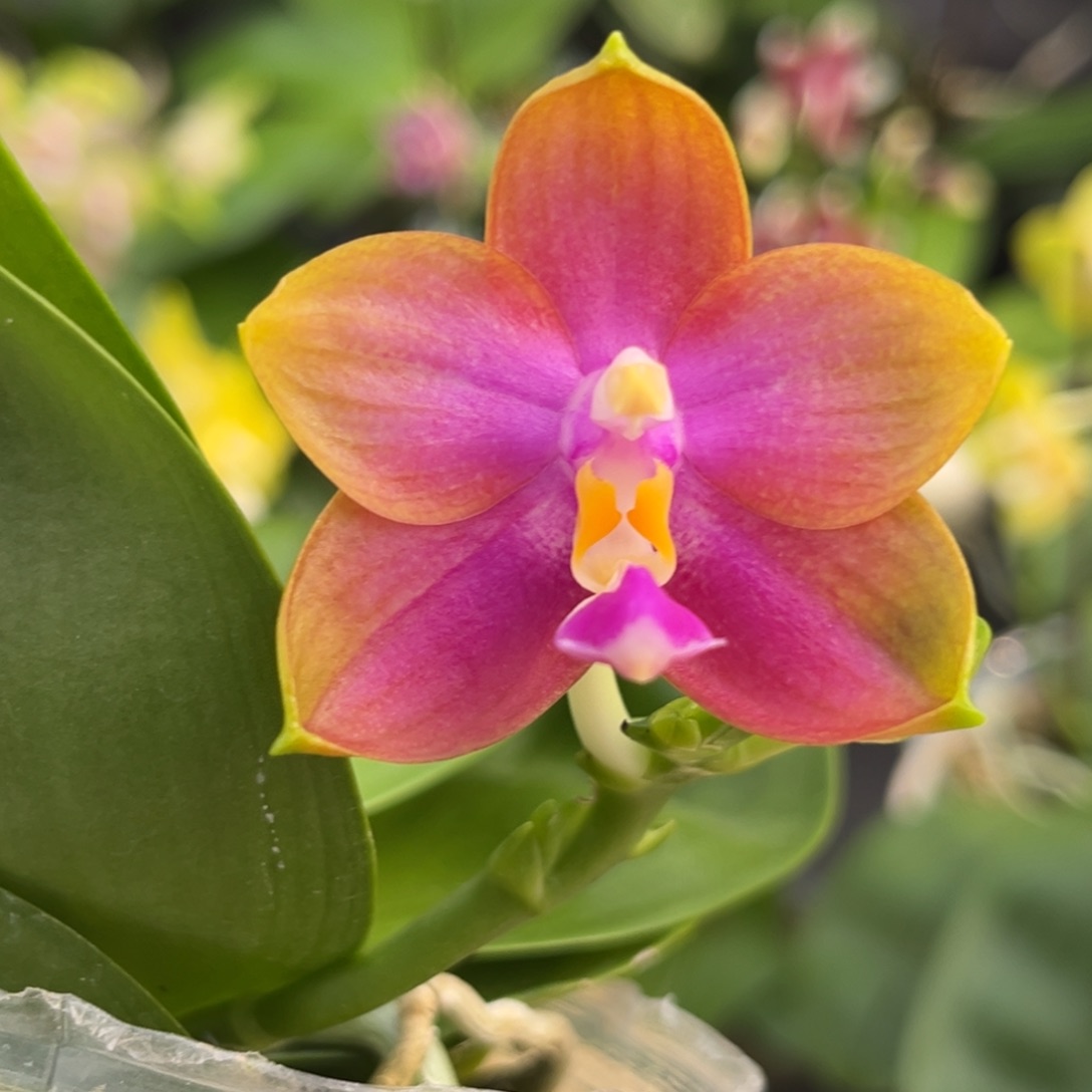 完全开放2.5寸反射龙交粉玛丽开花株