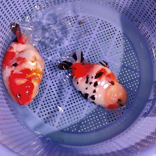 金鱼037兰寿两只特价顺丰包邮