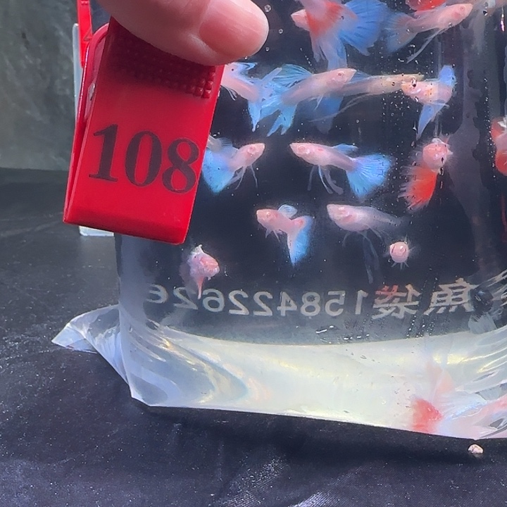 孔雀鱼破烂不包损1包