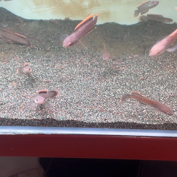 雷龙鱼淋巴塔雷龙杀手基因