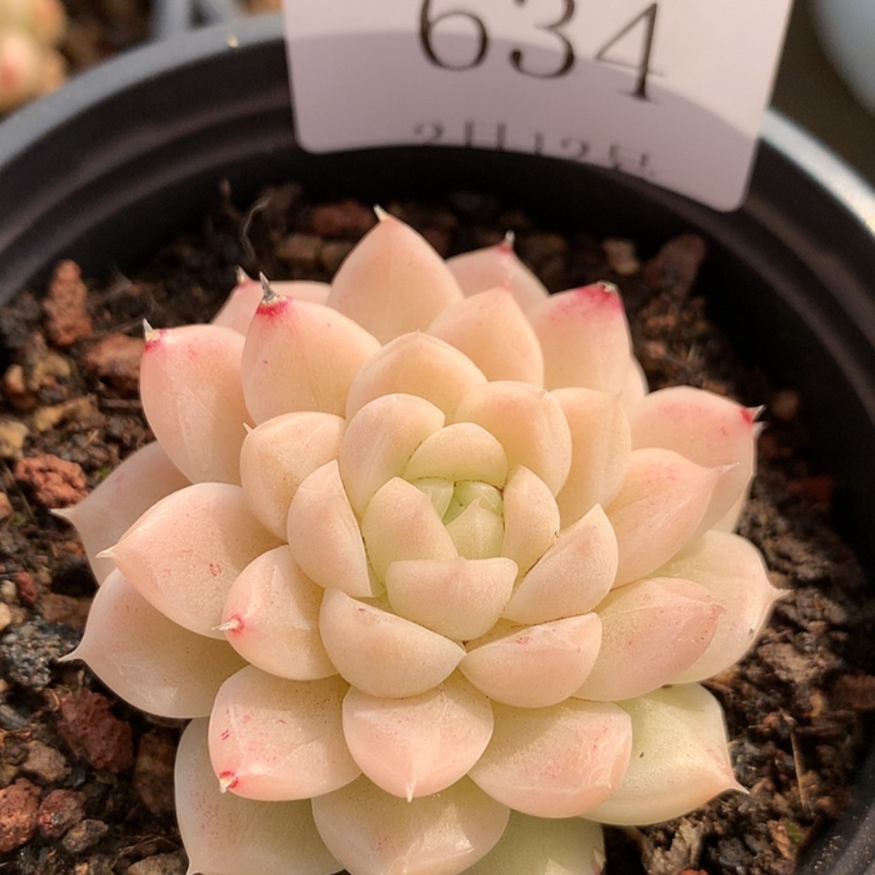 【闪购商品】云634