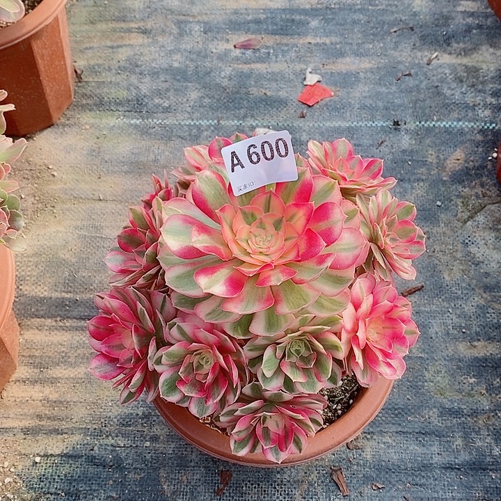 倾城600多肉111111