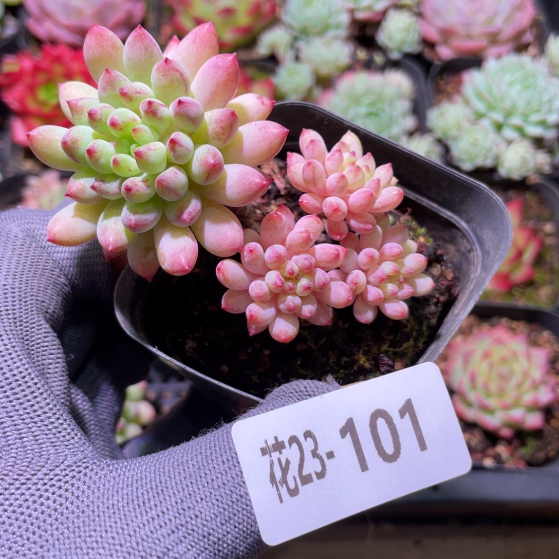 花利美23-101烟花 