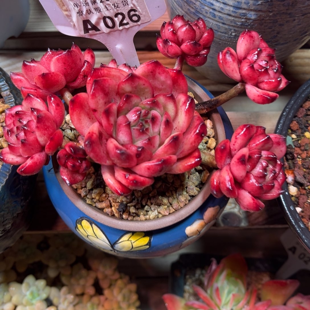 TM多肉植物dijujulvlvlvma