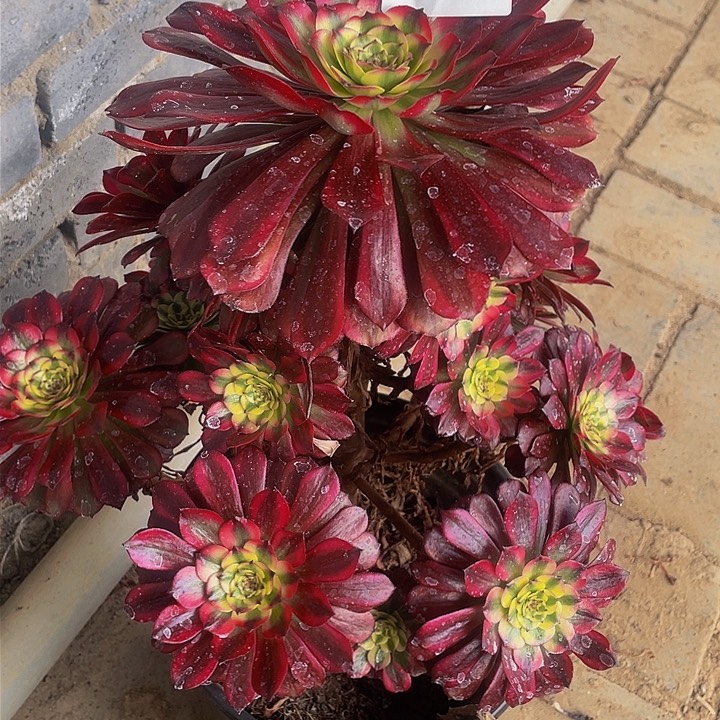 多肉法师562号美姬老庄不包损