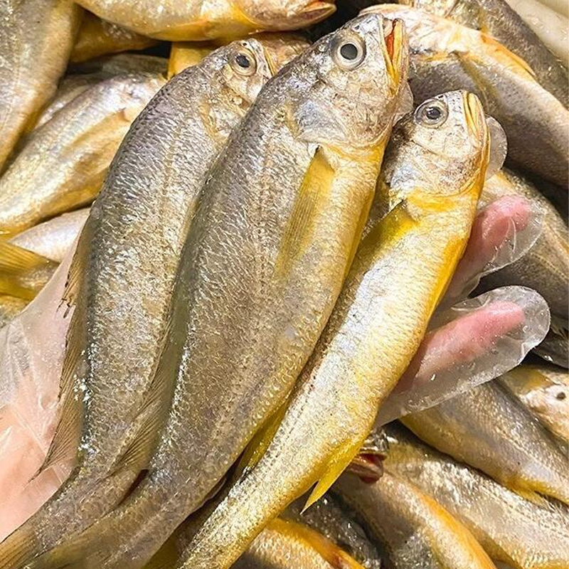 野生鲜黄花鱼.渤海湾野生鲜黄花鱼塘沽发货天津当日达
