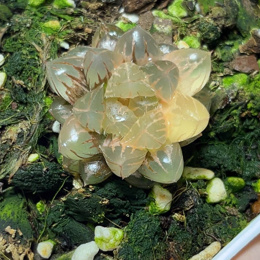 恭喜发财大吉大利896绯桃