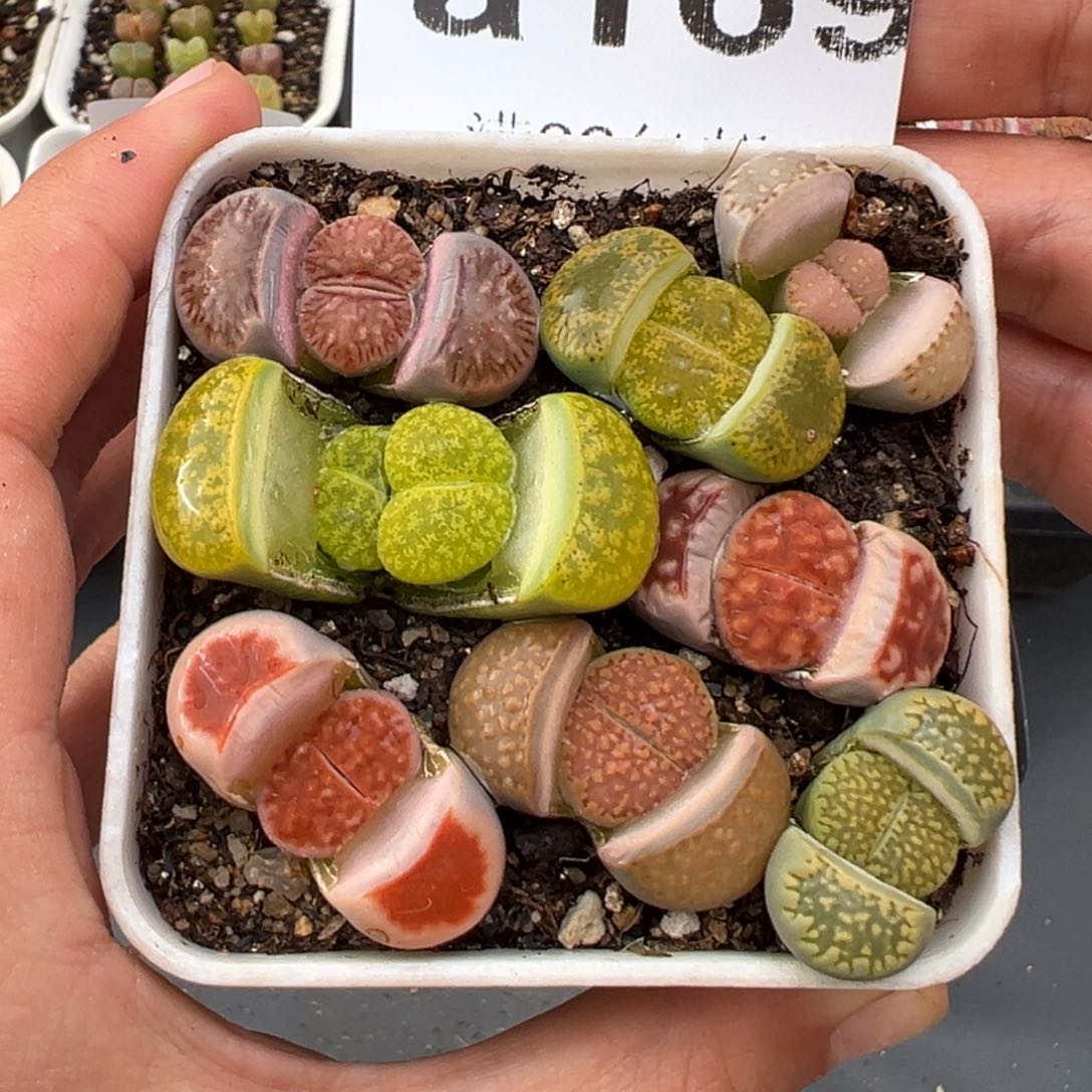 2.3好看的多肉a169