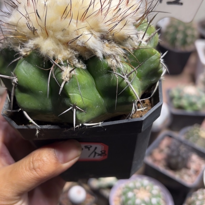 小***干1042实生圆盘玉好养