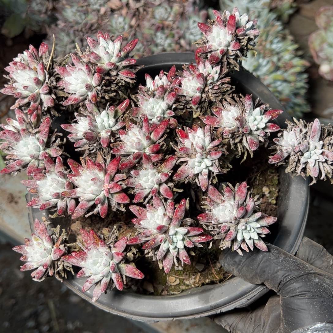 9049哈哈哈哈哈哈哈哈