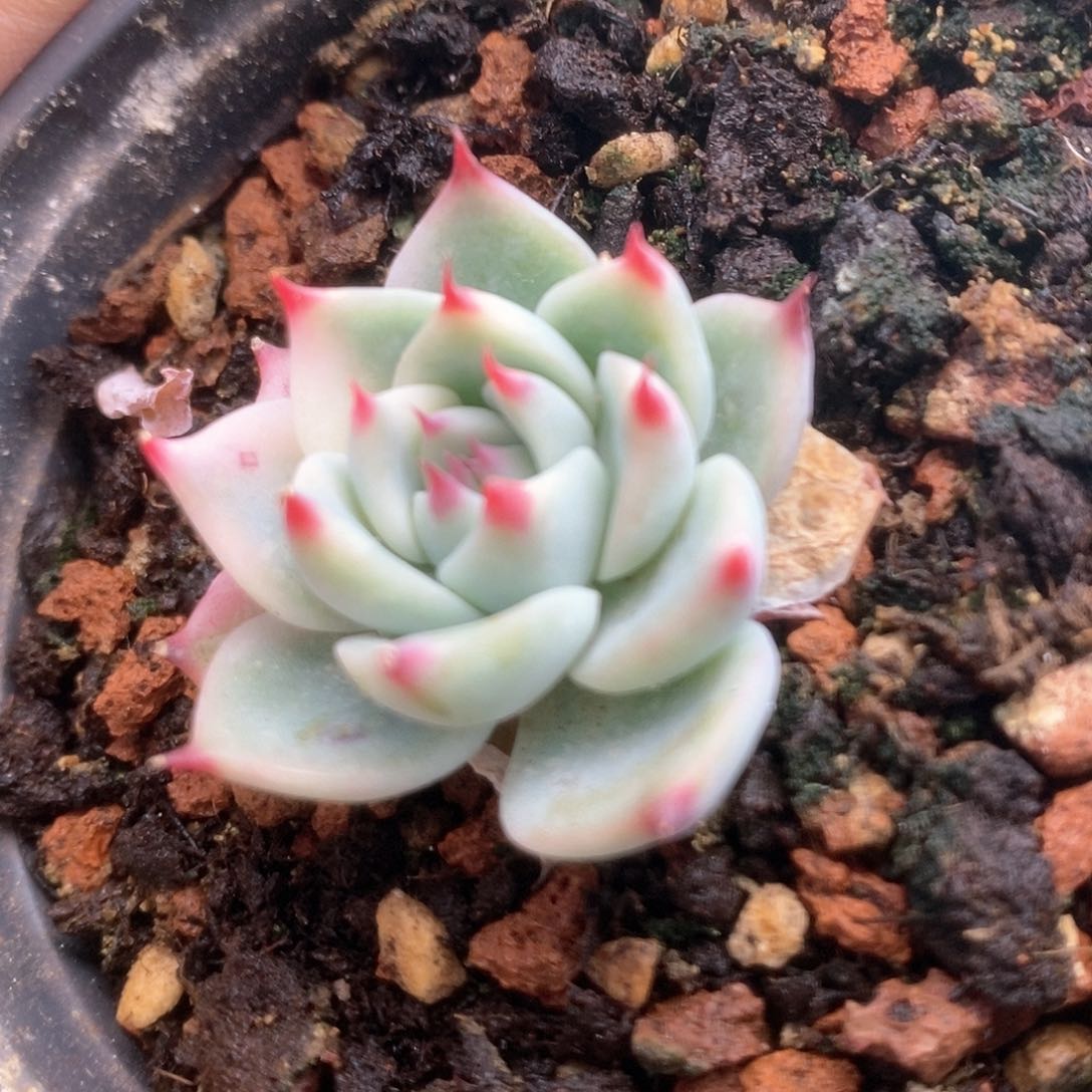 142锦锦锦锦锦锦锦