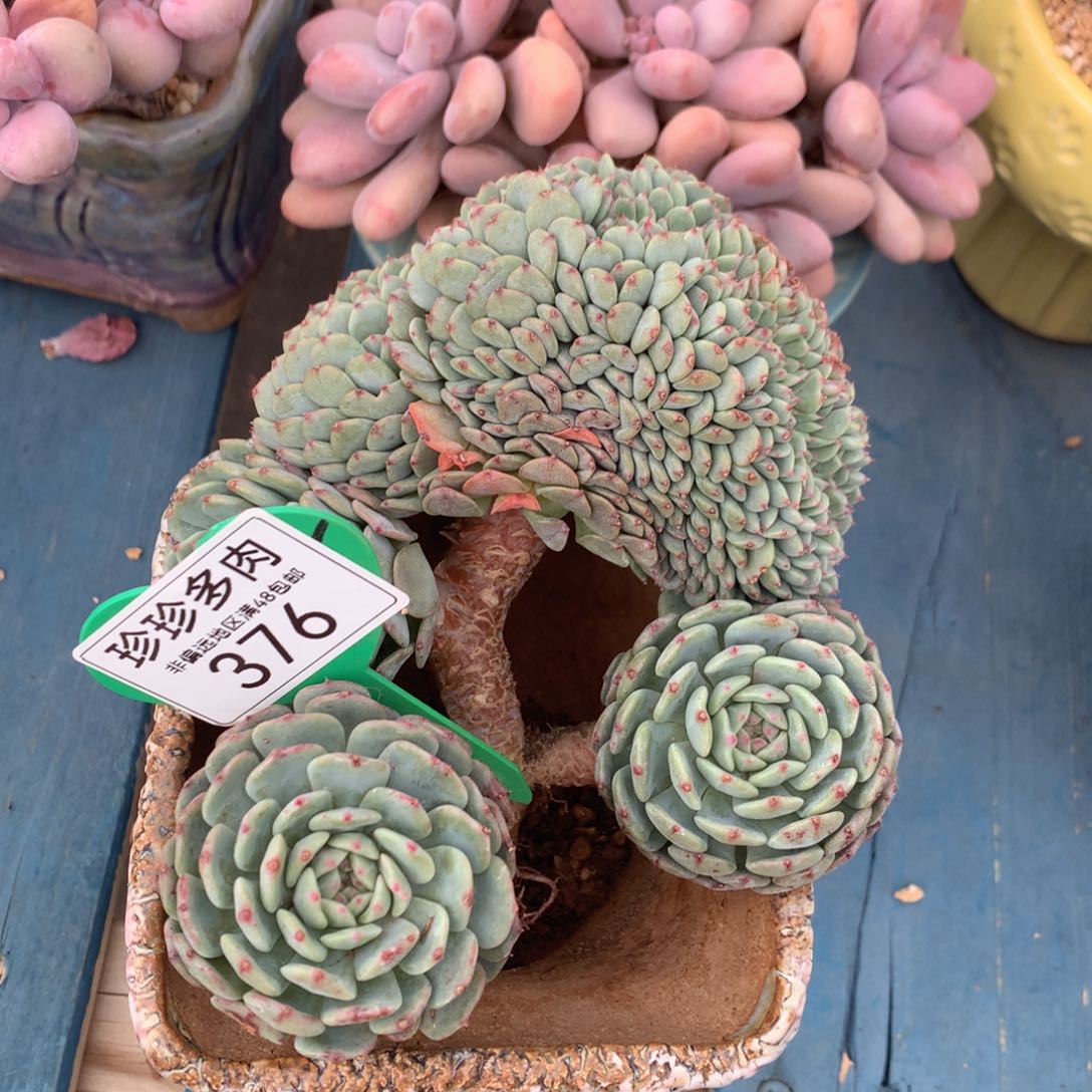 白胖子树型缀化开播福利376