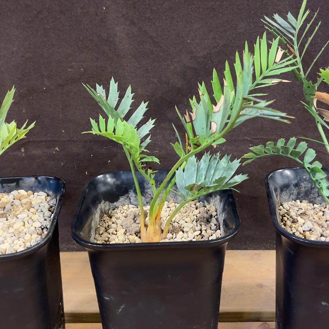 汤圆植物蓝棘铁好看