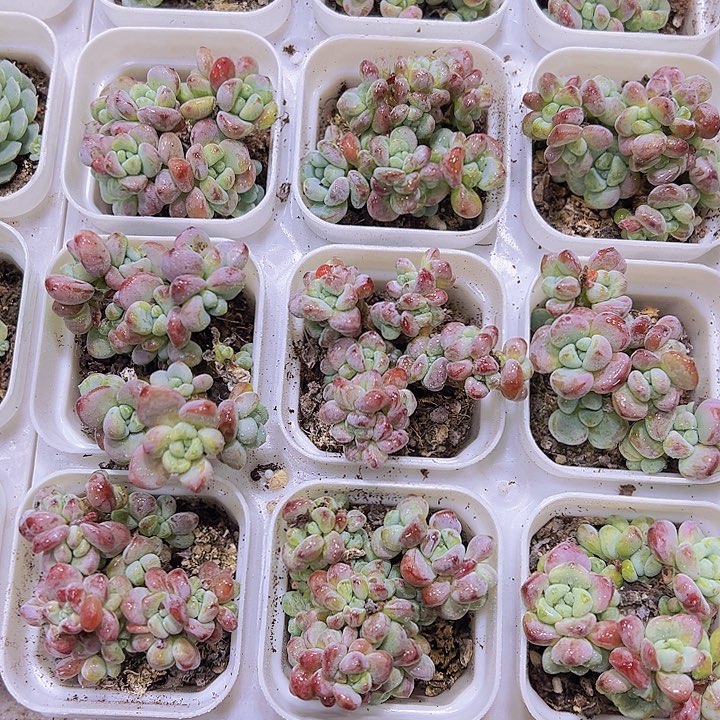 罗琦19包邮多肉植物
