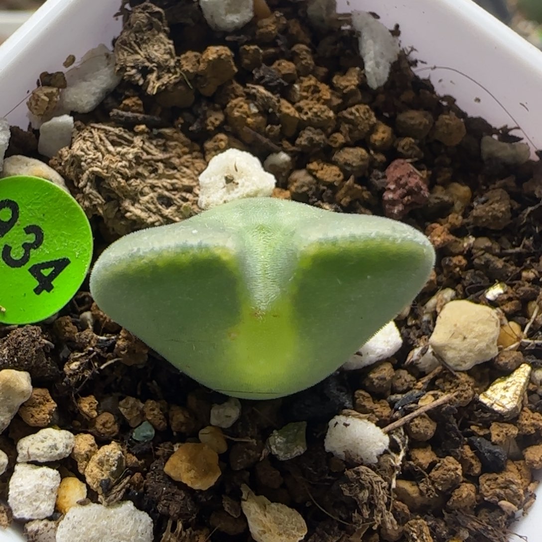 大眼睛空蝉1.9+多肉植物934