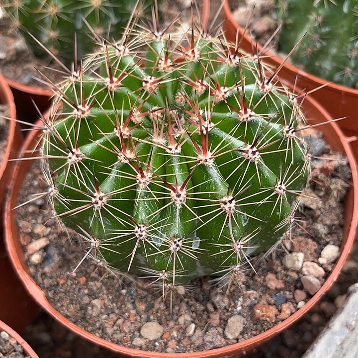 155号实生彩草带盆