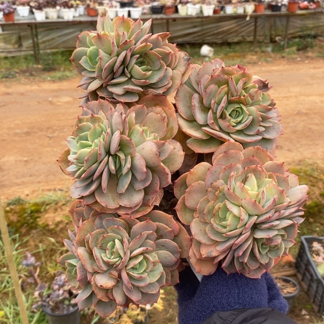 5019白雪公主一物一拍