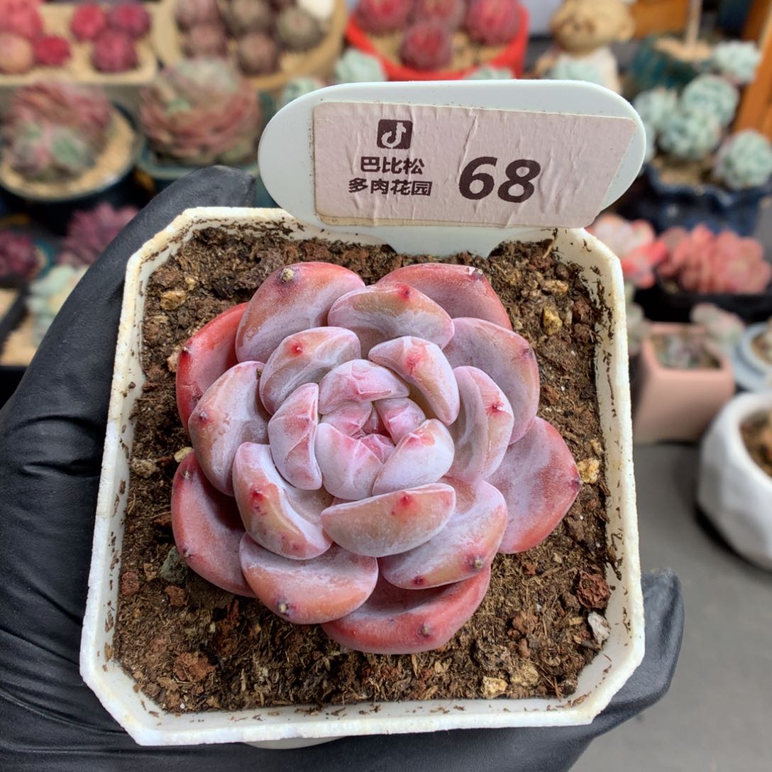 68 石榴籽星影多肉