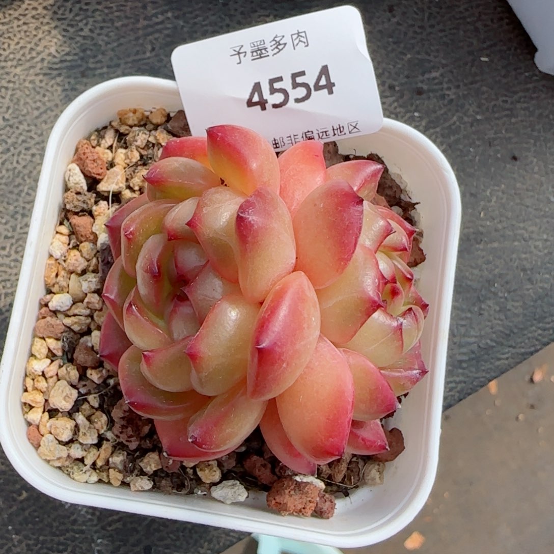 青兰珍妮，4554多肉植物