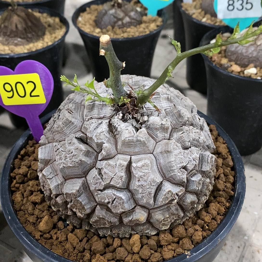 南非龟甲龙龟甲龙