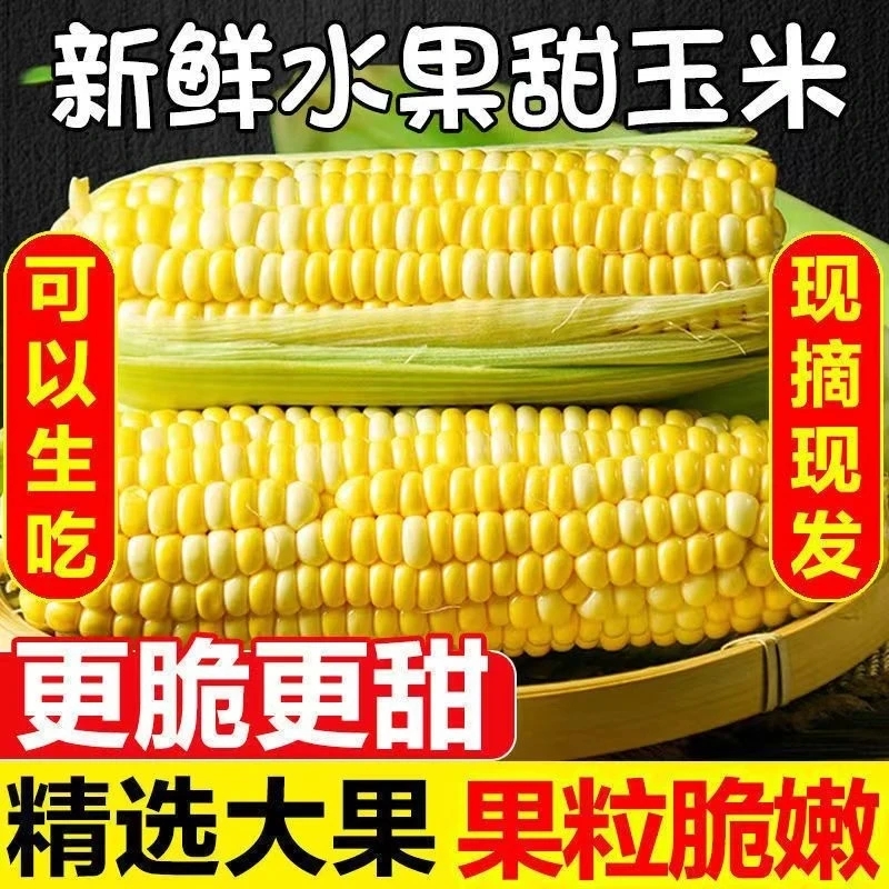 【爆甜爆浆水果玉米】云南新鲜可生吃甜脆水果玉米现砍当季5-9斤
