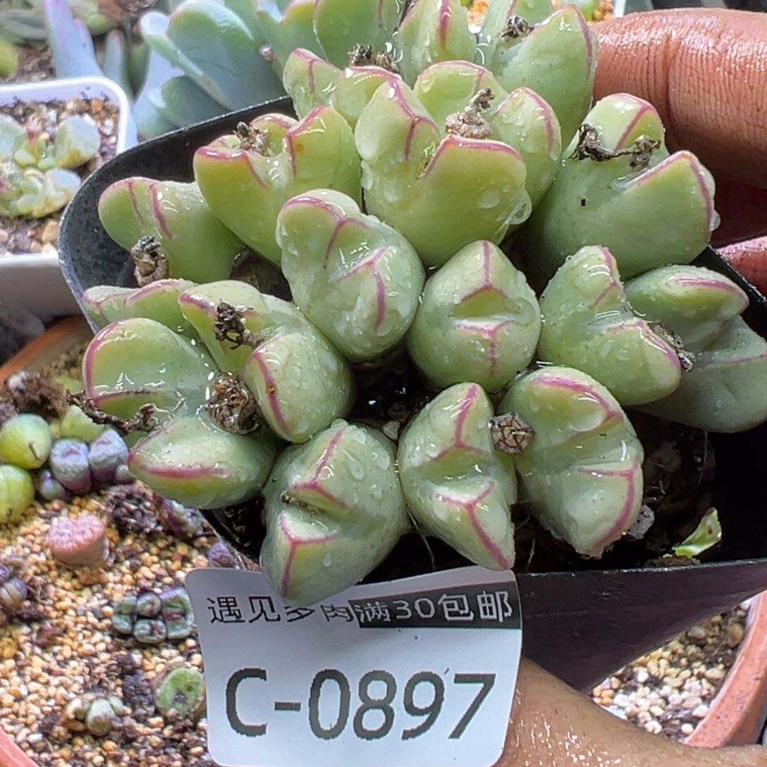 多肉植物111111111111111