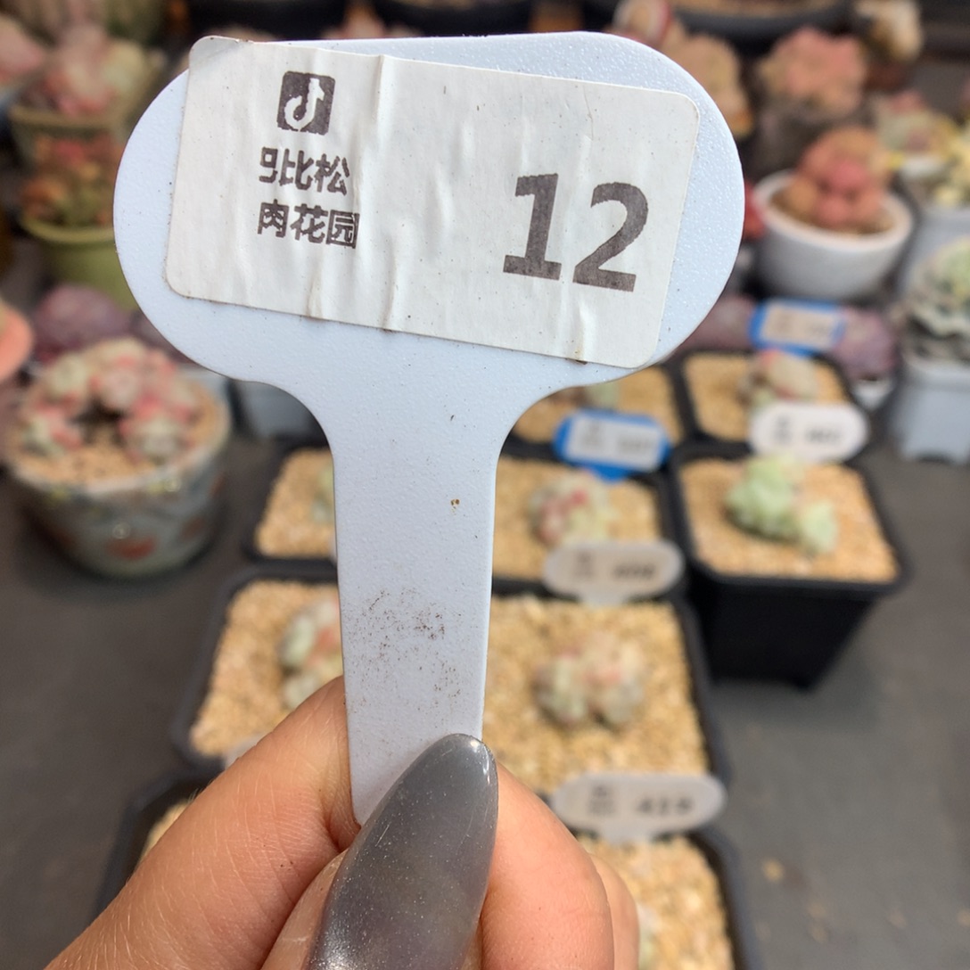 12盲盒多肉新年快乐