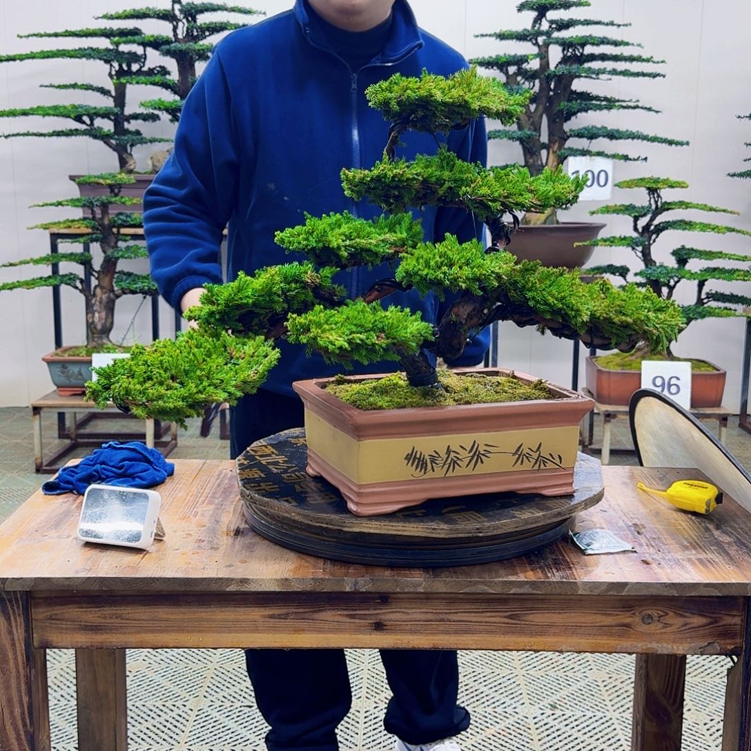 无花朵柏树造型盆景