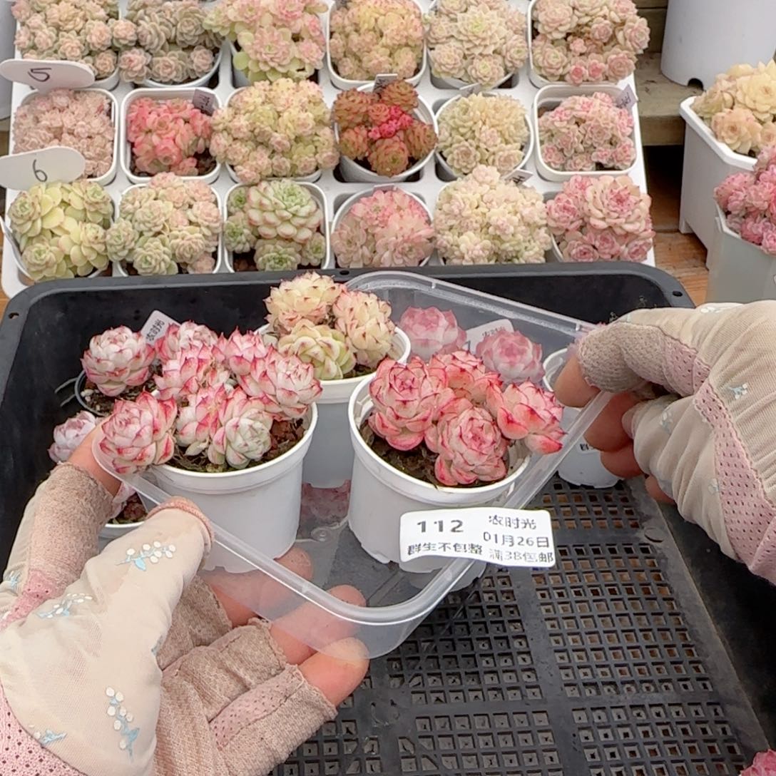 阅*°【闪购商品】0126-112打包（散的