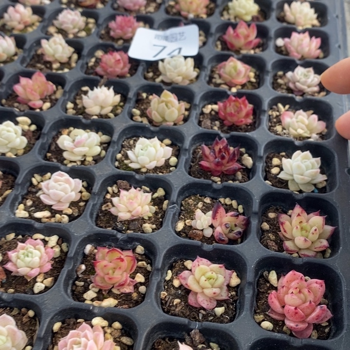 74 多肉植物盆栽花卉