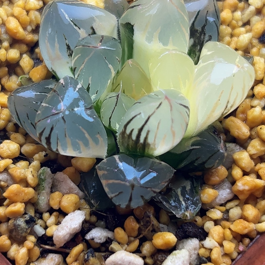 水晶锦十二卷多肉植物园