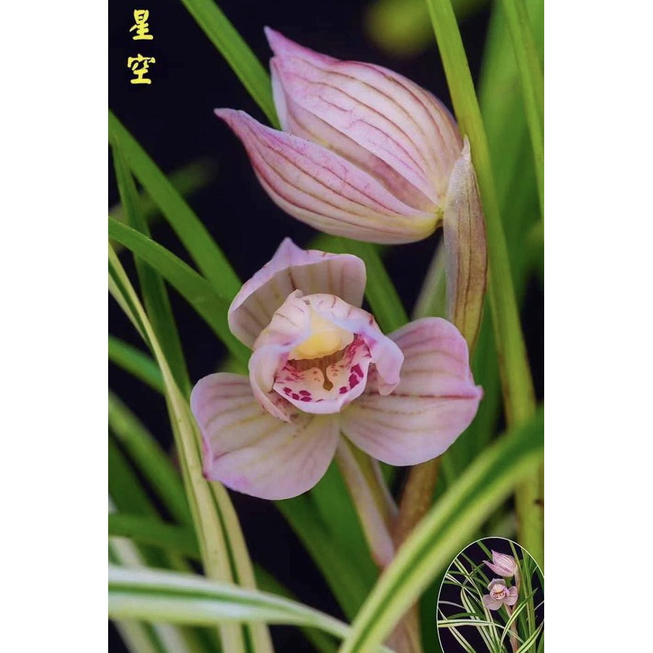 【星空】莲瓣兰丝搞兰花名品 2苗 花开浓香 好养易活 对版