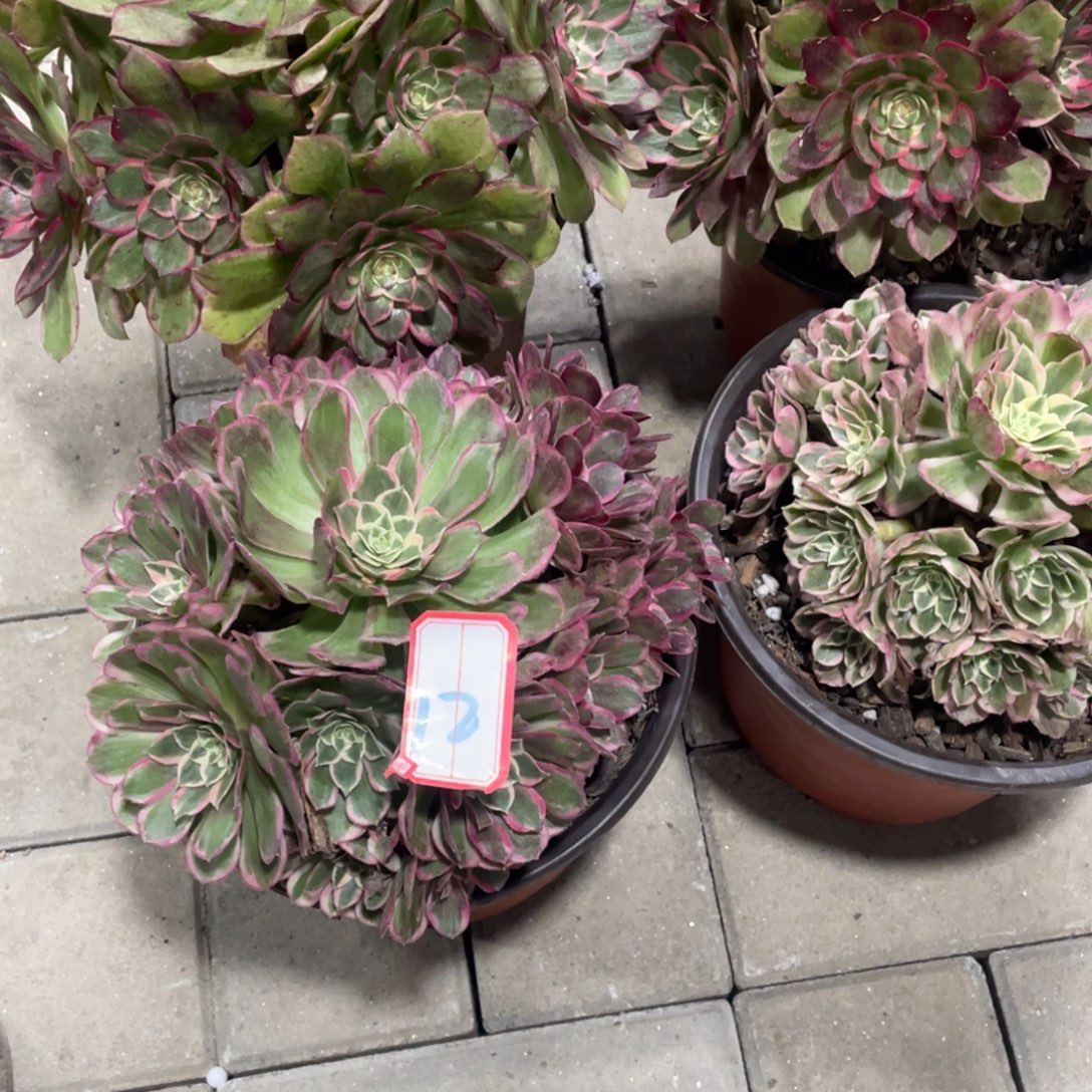 法师多肉植物等多