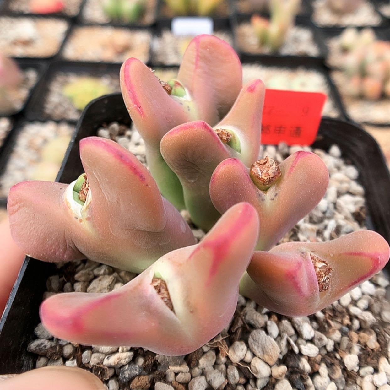 【闪购商品】3-27-9 少将一群 50