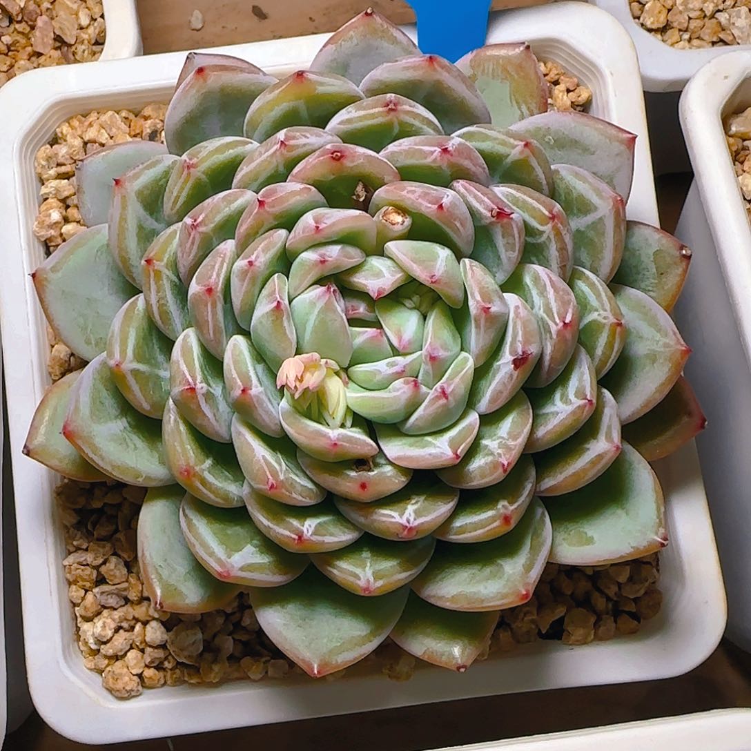 幸**花雪花珍妮679号一物一拍