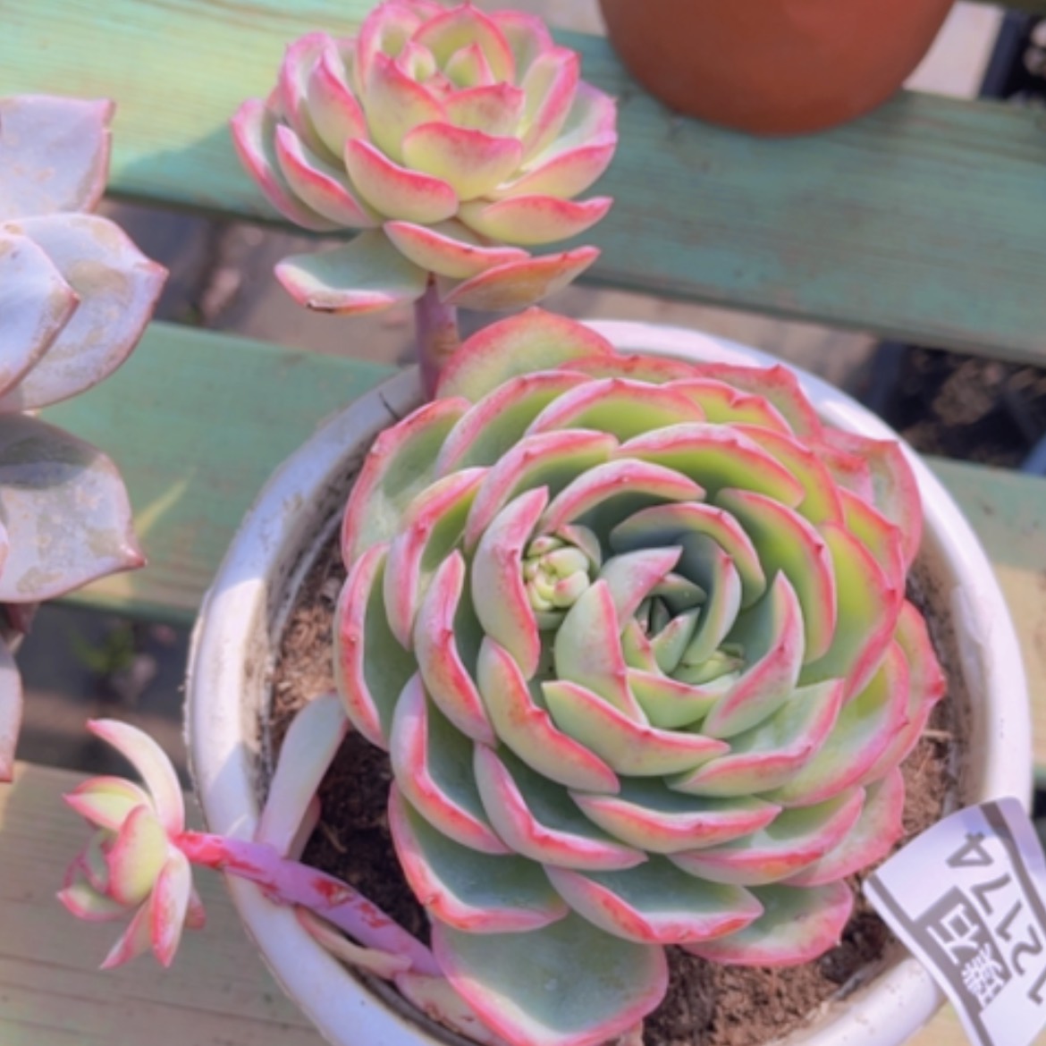 【闪购商品】晨露12174