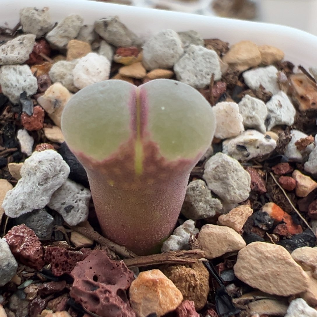 粉红女郎母本一物一拍