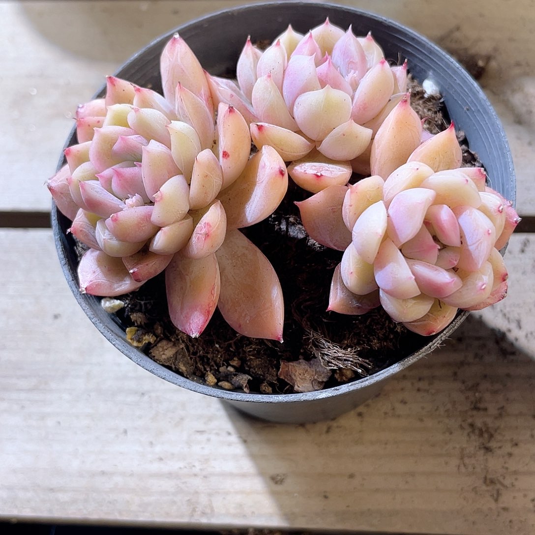 0441  贝利纳 六月六