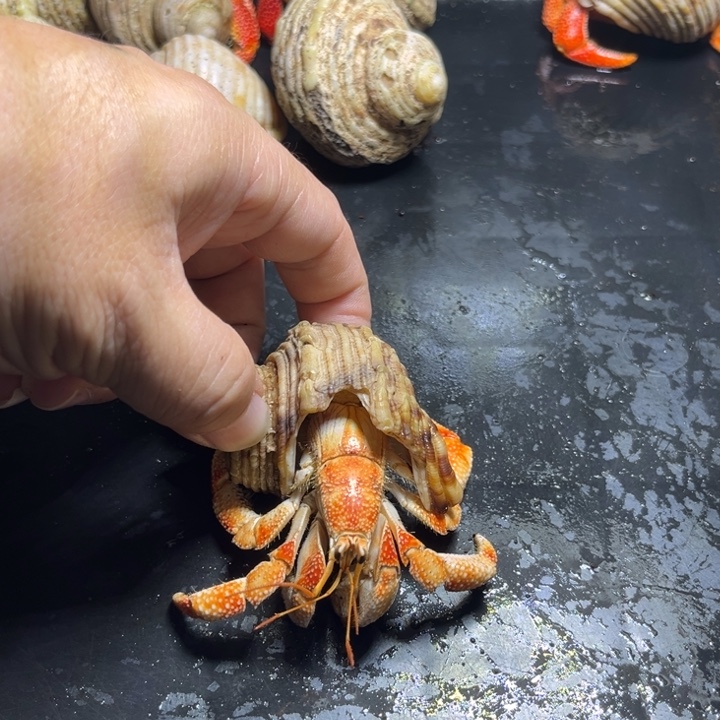 闪8号毛球2.7口径