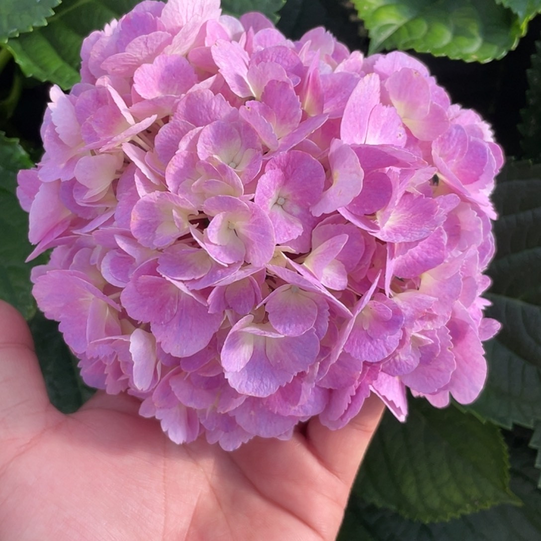 绣球切花一物一拍3枝包邮，73
