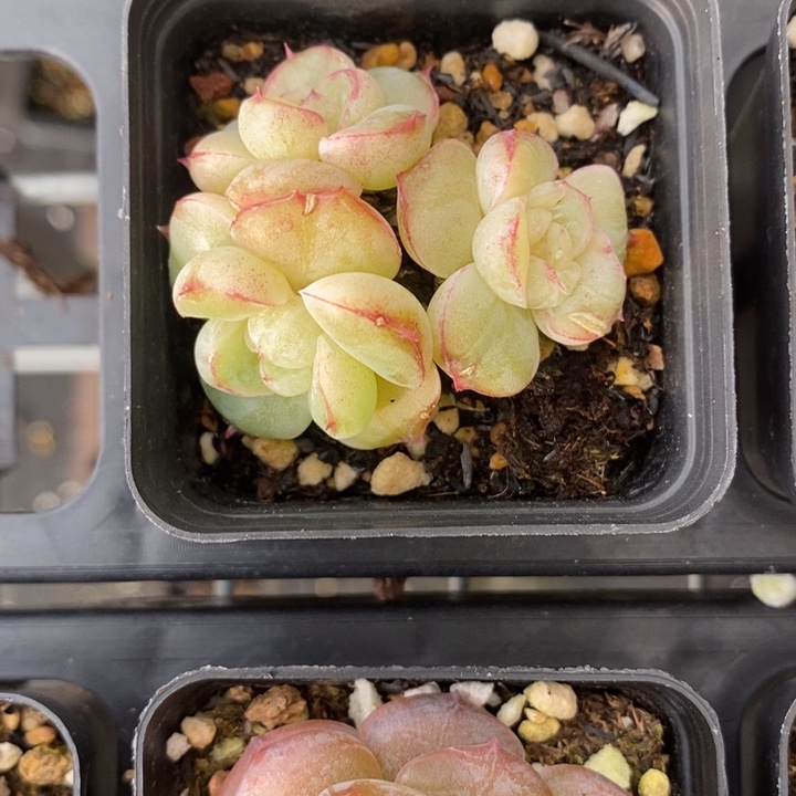 胖虎 多肉 多肉 12.27