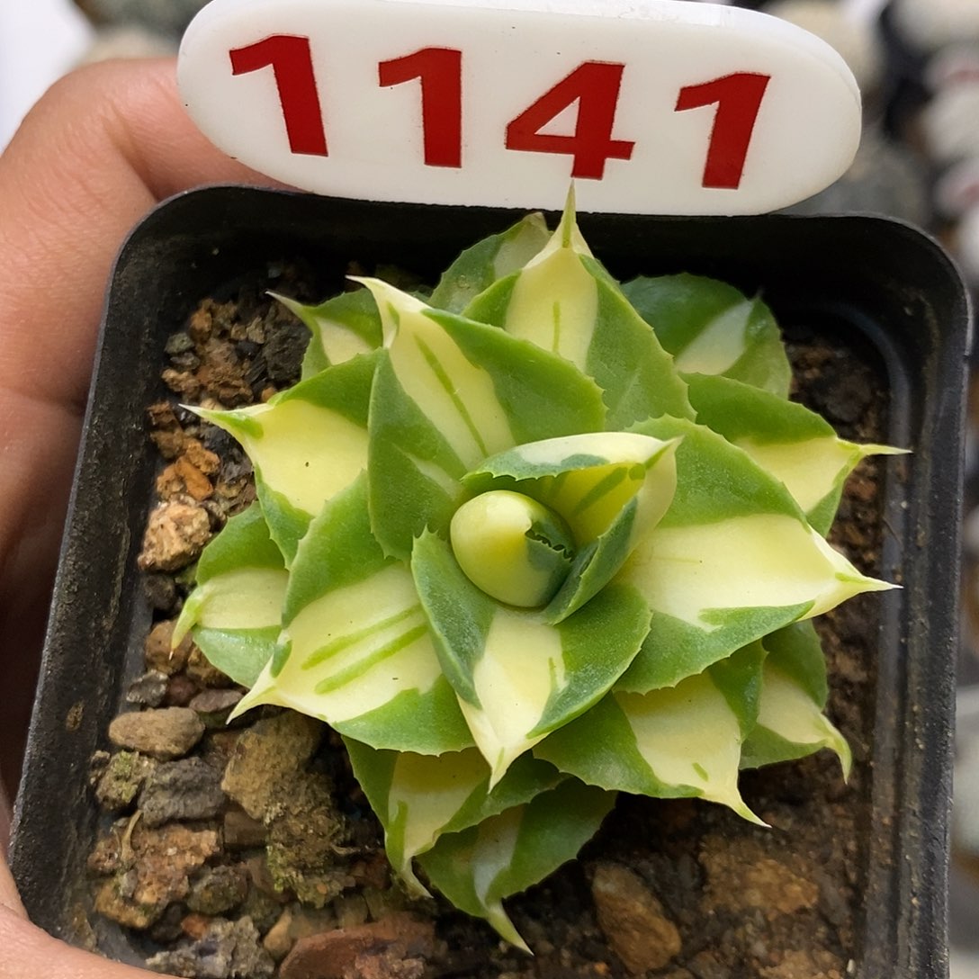 1141黄中班福利特价来了