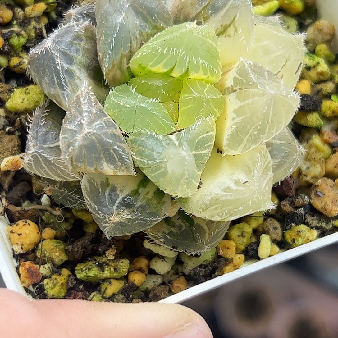 努力比亚十二卷多肉植物满