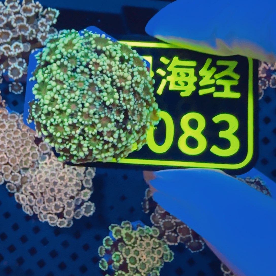 毛***ㅤ纽扣珊瑚晓晓不包邮幻彩茉莉C085