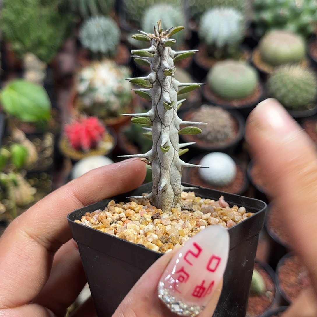 亚龙木火烛麒麟单头发货