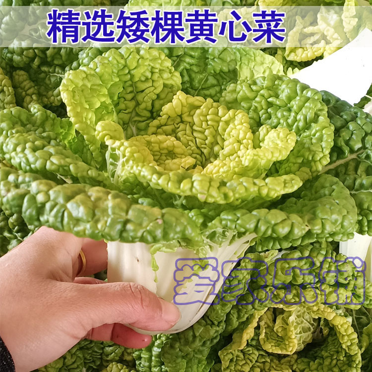 寿县农家黄心菜应季蔬菜