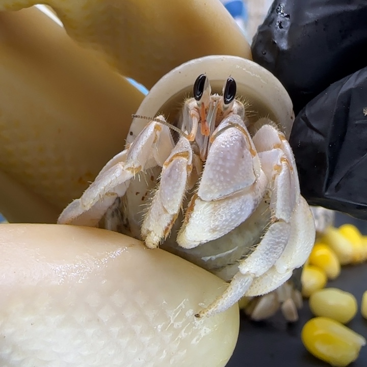 A11浅灰 马灰1.5cm口径