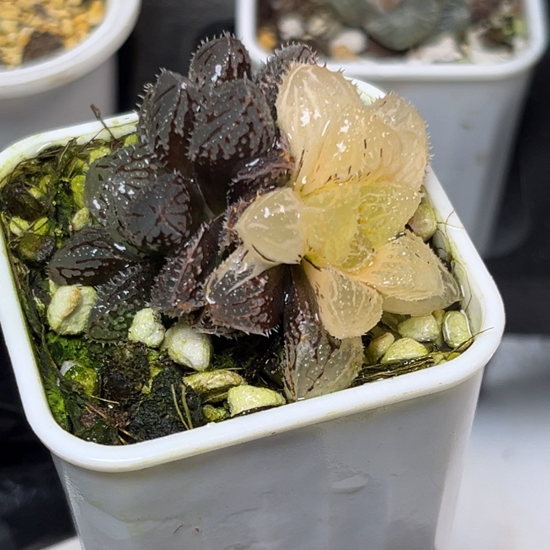 十二卷多肉植物2008魔刺
