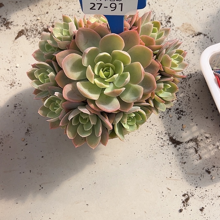丝***雨多肉植物组合盆栽27-91