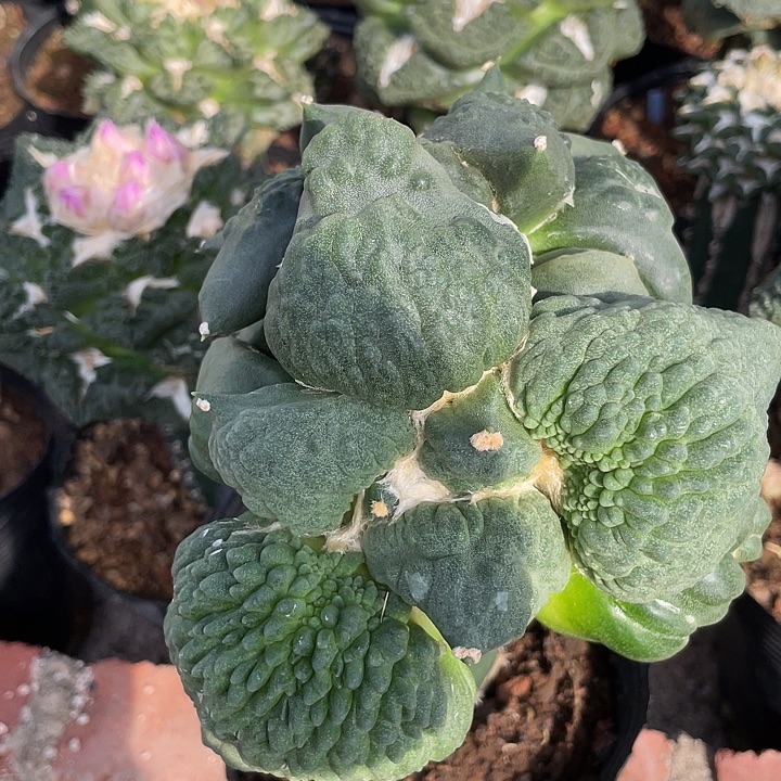 嫁接大丸尤单尤6.2cm怒涛双头